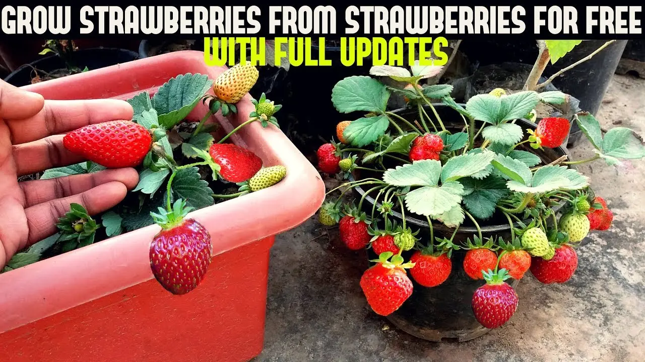 Growing strawberries at home with video