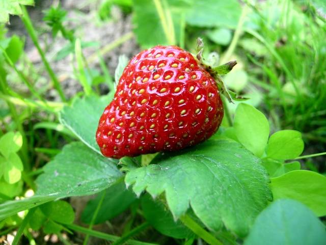 Growing strawberries from seed at home 