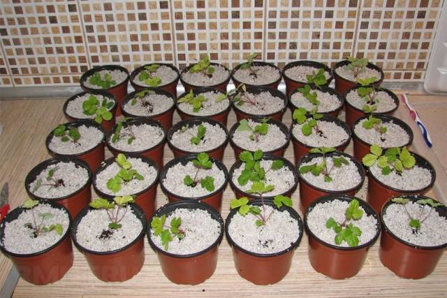 Growing strawberries from seed at home 