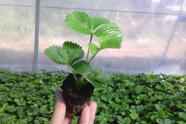 Growing strawberries from seed at home 