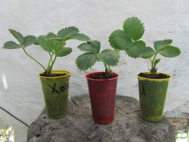 Growing strawberries from seed at home 