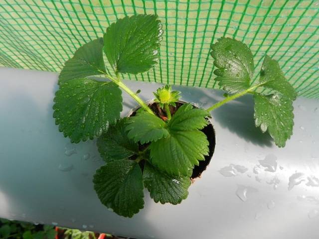 Growing strawberries from seed at home 