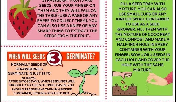 Growing strawberries from seed at home 