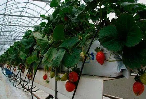 Growing strawberries hydroponically