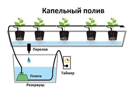 Growing strawberries hydroponically