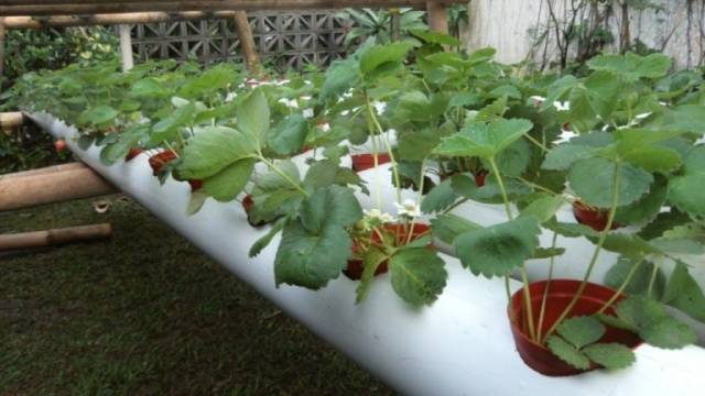 Growing strawberries hydroponically