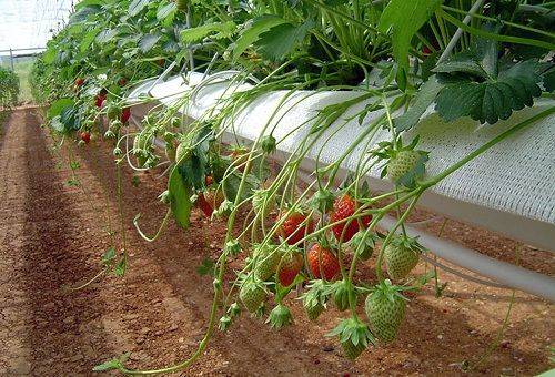 Growing strawberries hydroponically