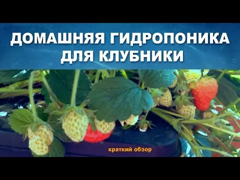 Growing strawberries hydroponically