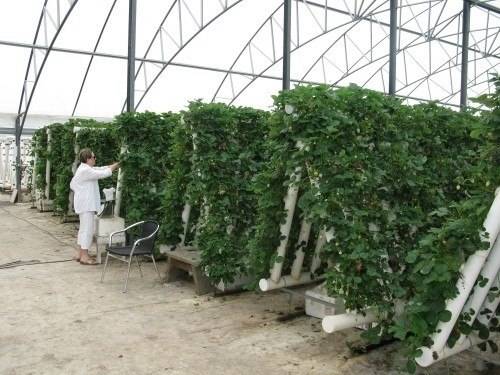 Growing strawberries hydroponically