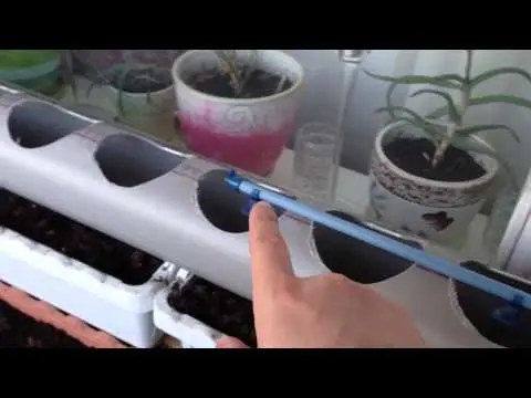 Growing strawberries hydroponically