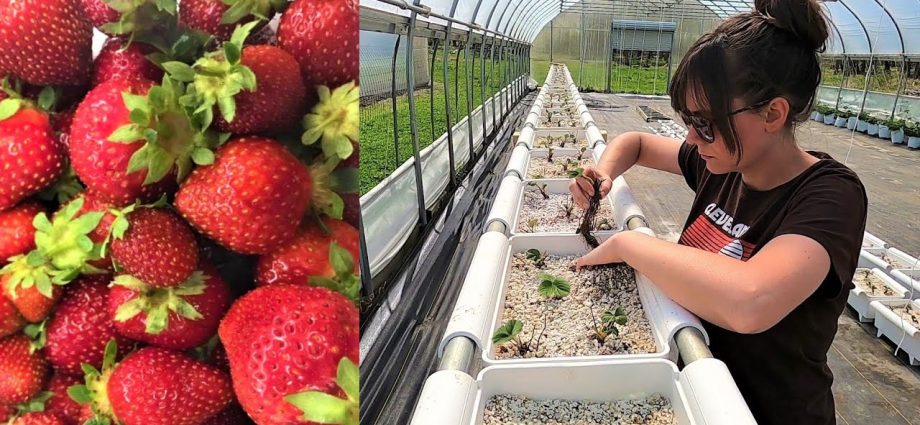 Growing strawberries hydroponically