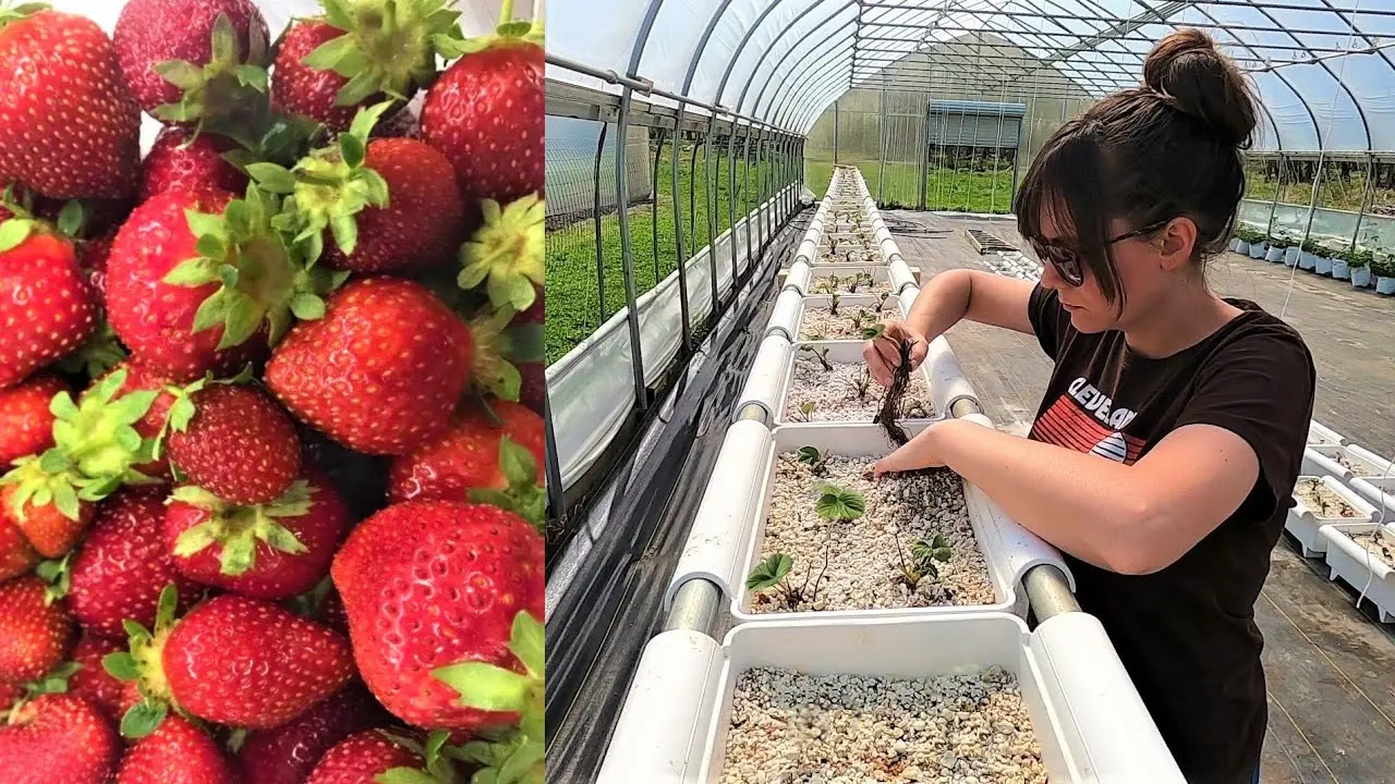 Growing strawberries hydroponically