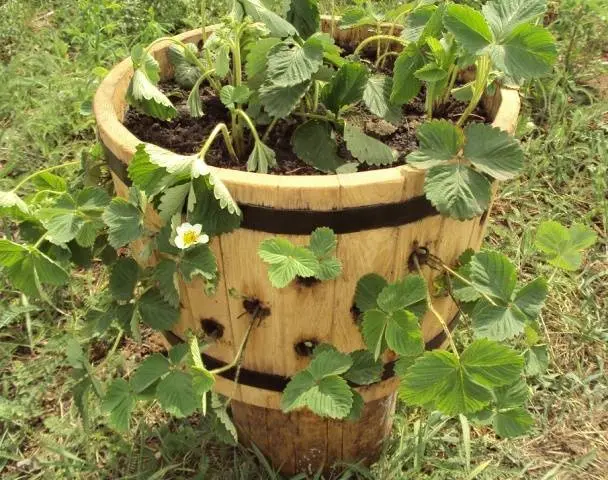 Growing strawberries in a barrel vertically