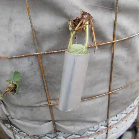 Growing strawberries in a barrel vertically