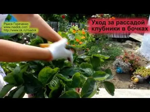 Growing strawberries in a barrel vertically