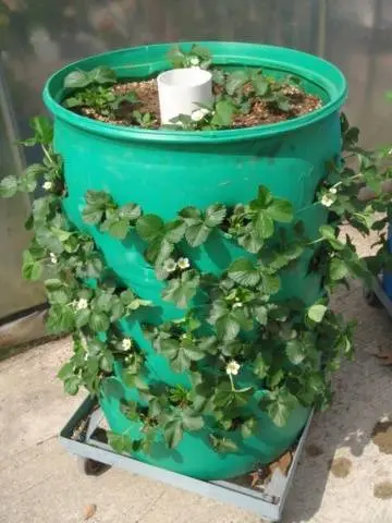 Growing strawberries in a barrel vertically