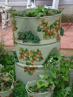 Growing strawberries in a barrel vertically