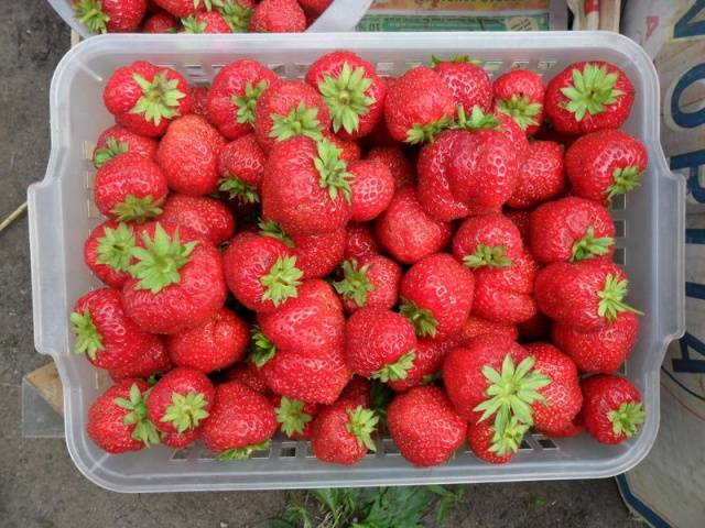 Growing strawberries in a barrel vertically