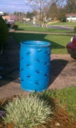 Growing strawberries in a barrel vertically