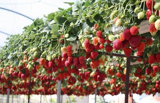 Growing strawberries in a pot