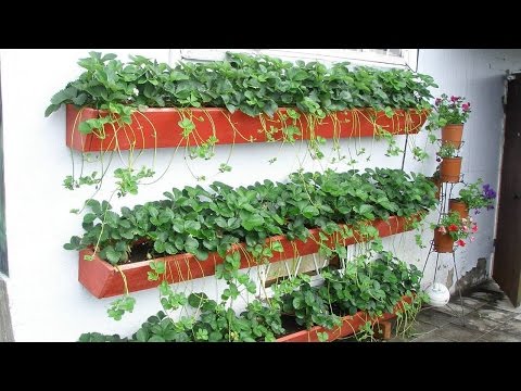 Growing strawberries in a pot