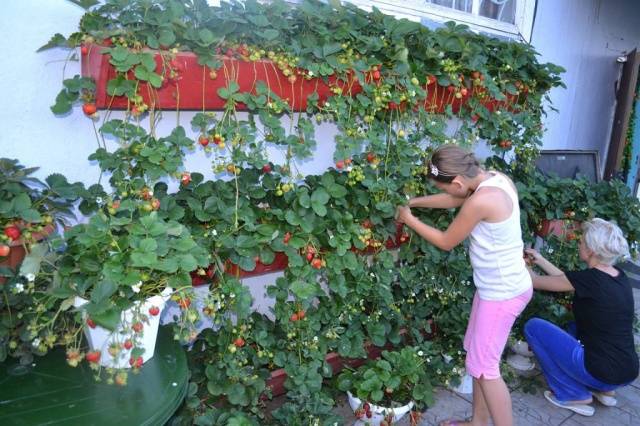 Growing strawberries in a pot