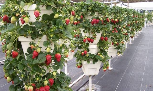 Growing strawberries in a pot