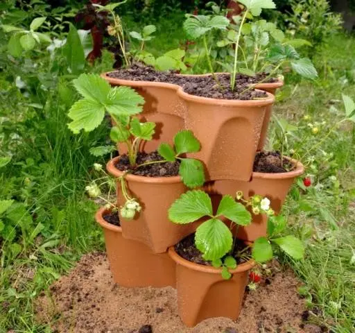 Growing strawberries in a pot