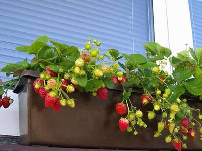 Growing strawberries in a pot