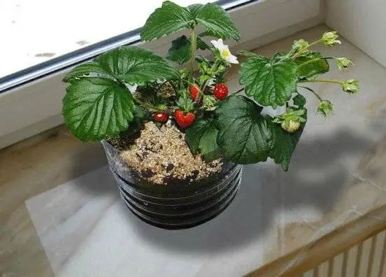 Growing strawberries in a pot