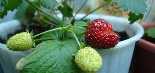 Growing strawberries in a pot