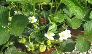 Growing strawberries in a pot