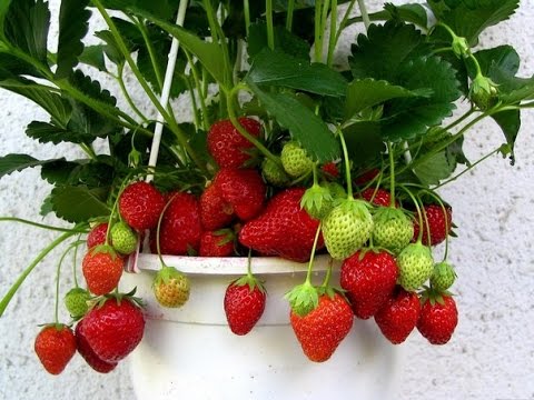 Growing strawberries in a pot