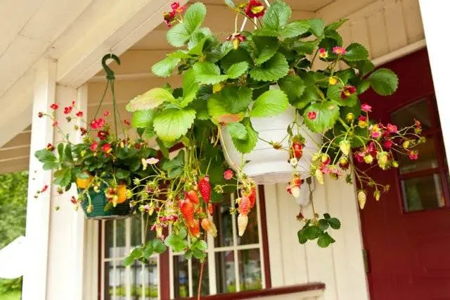 Growing strawberries in a pot