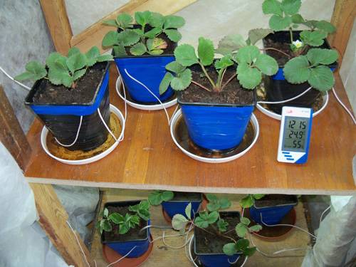 Growing strawberries in a pot