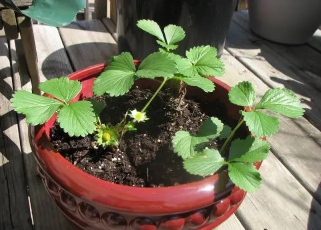 Growing strawberries in a pot