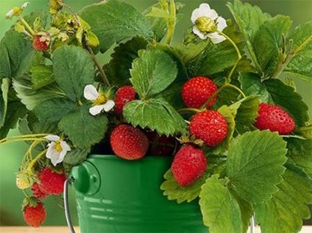 Growing strawberries in a pot