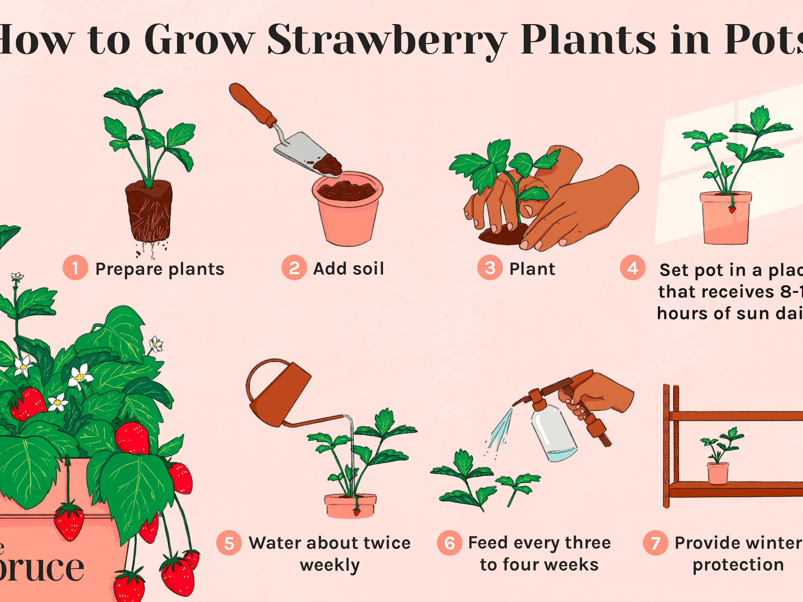 Growing strawberries in a pot