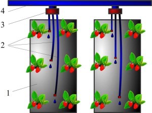 Growing strawberries in bags: features of an interesting method