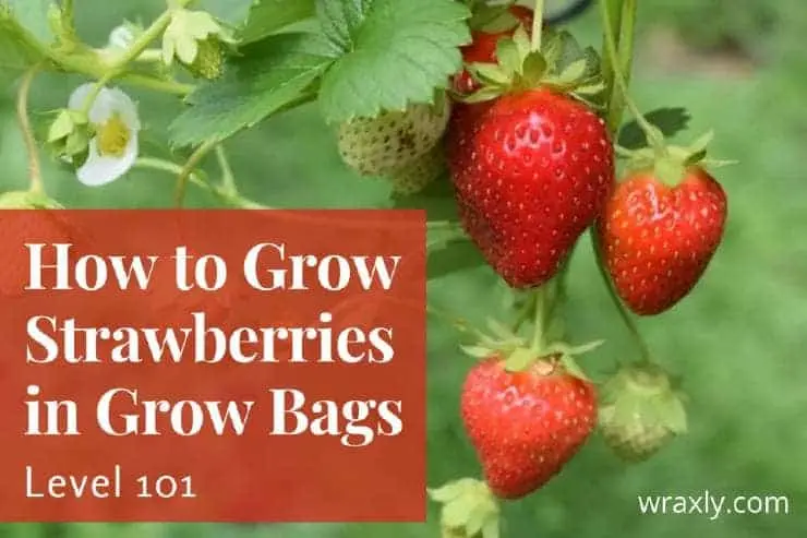 Growing strawberries in bags: features of an interesting method