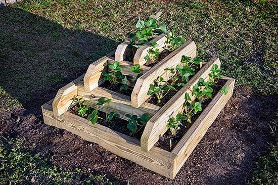 Growing strawberries in boxes above ground