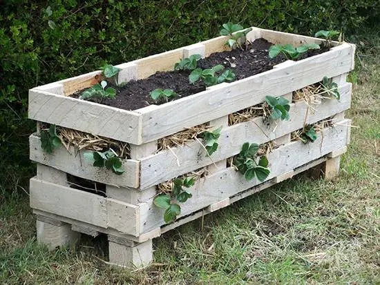 Growing strawberries in boxes above ground