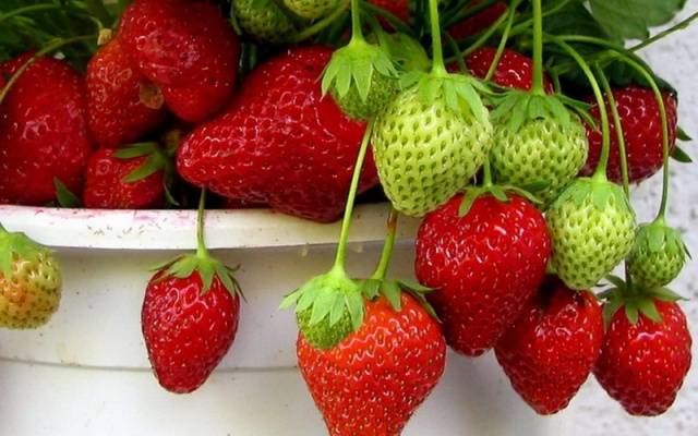 Growing strawberries in boxes above ground