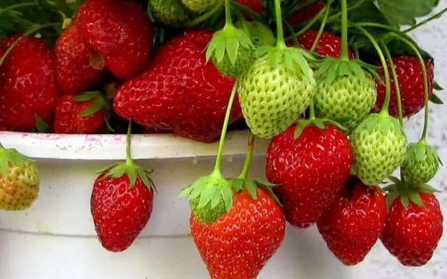 Growing strawberries in boxes above ground