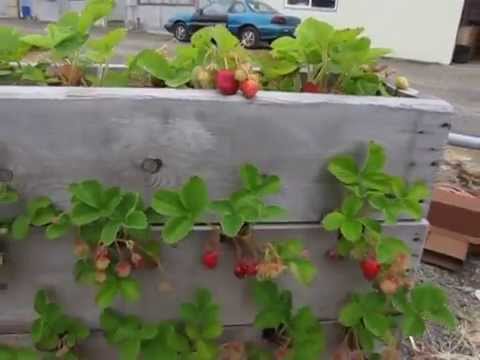 Growing strawberries in boxes above ground