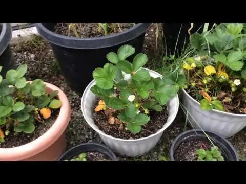 Growing strawberries in boxes above ground