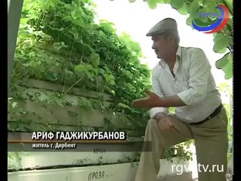 Growing strawberries in boxes above ground