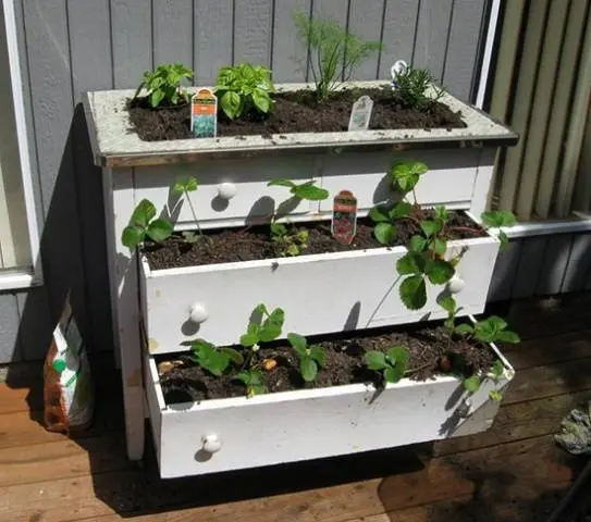 Growing strawberries in boxes above ground