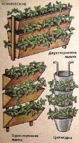 Growing strawberries in boxes above ground