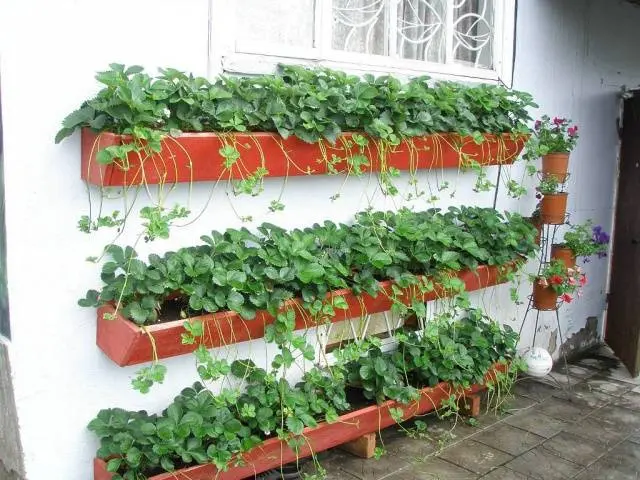 Growing strawberries in boxes above ground